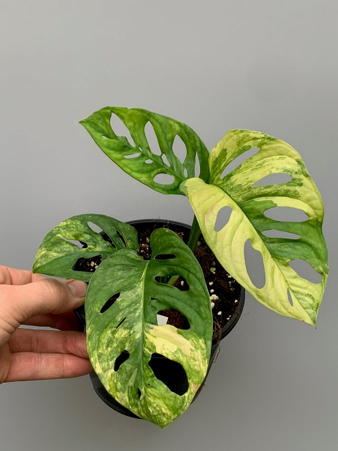 Monstera adansonii variegated aurea (Fresh Leaf Cutting, 2 Leaves)