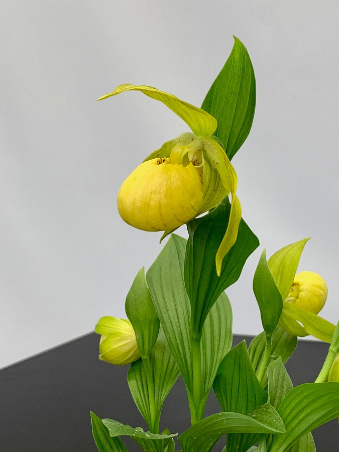 Cypripedium fasciolatum x segawai