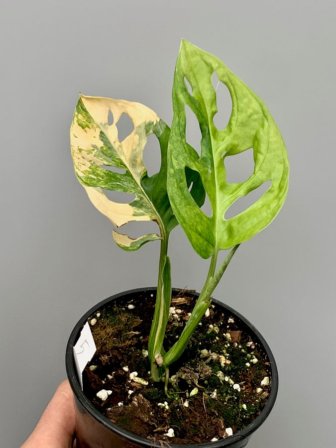 monstera adansonii variegated cutting Monstera adansonii variegated aurea (Leaf cutting, with 2 Leaves)