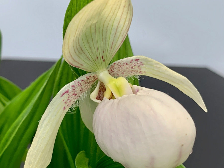 Cypripedium macranthos alba