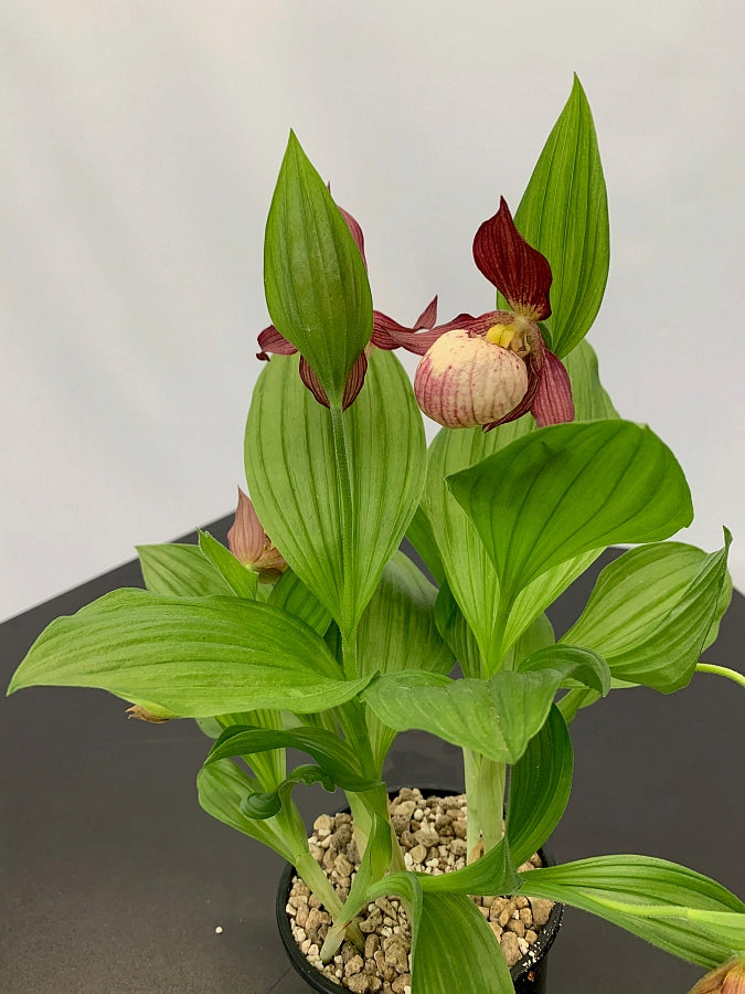 Cypripedium macranthos x parviflorum