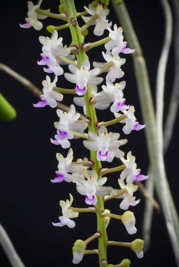 Cleisostoma arietinum