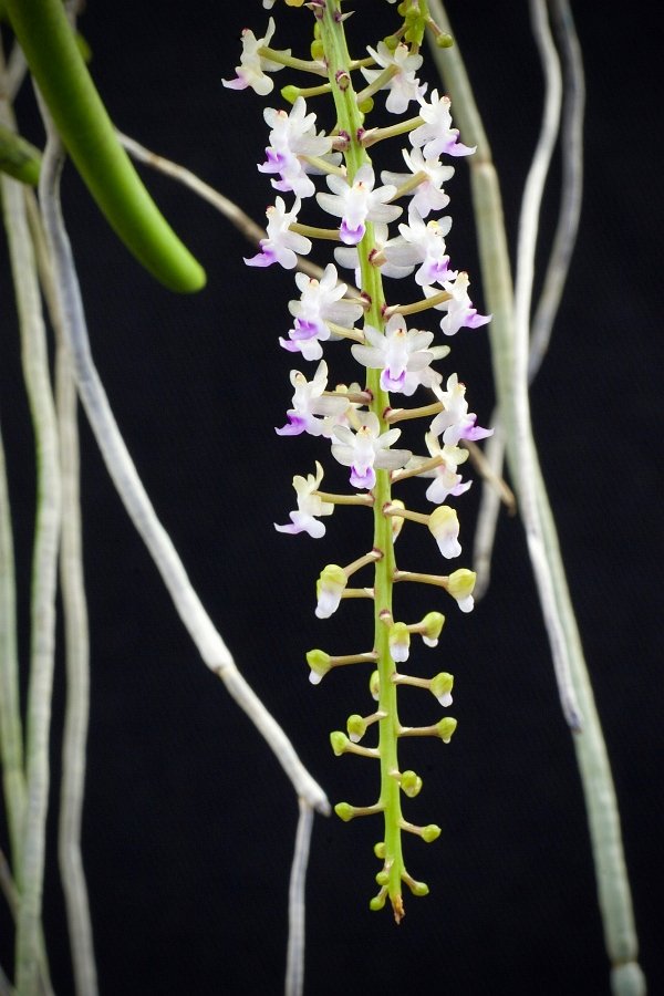 Cleisostoma arietinum