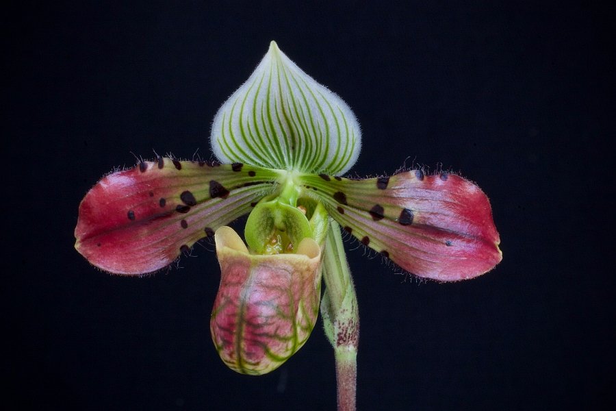 Paphiopedilum venustum "Dark"