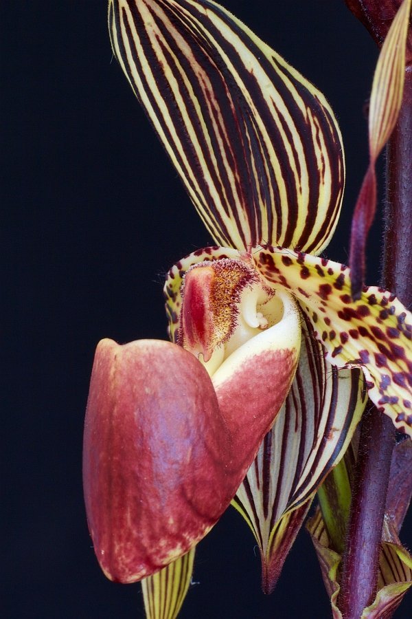 Paphiopedilum Lady Isabel x Paphiopedilum anitum "Big Plant"
