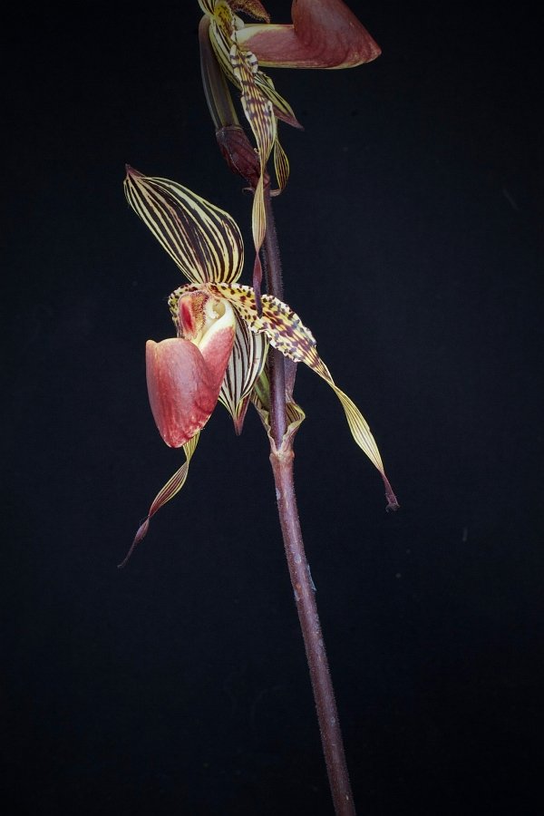 Paphiopedilum Lady Isabel x Paphiopedilum anitum "Big Plant"