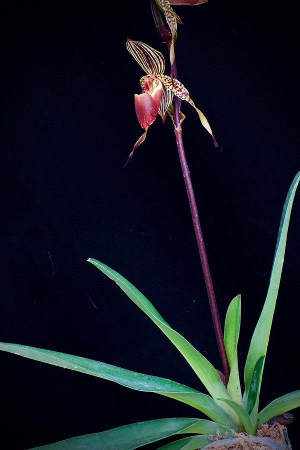 Paphiopedilum Lady Isabel x Paphiopedilum anitum "Big Plant"