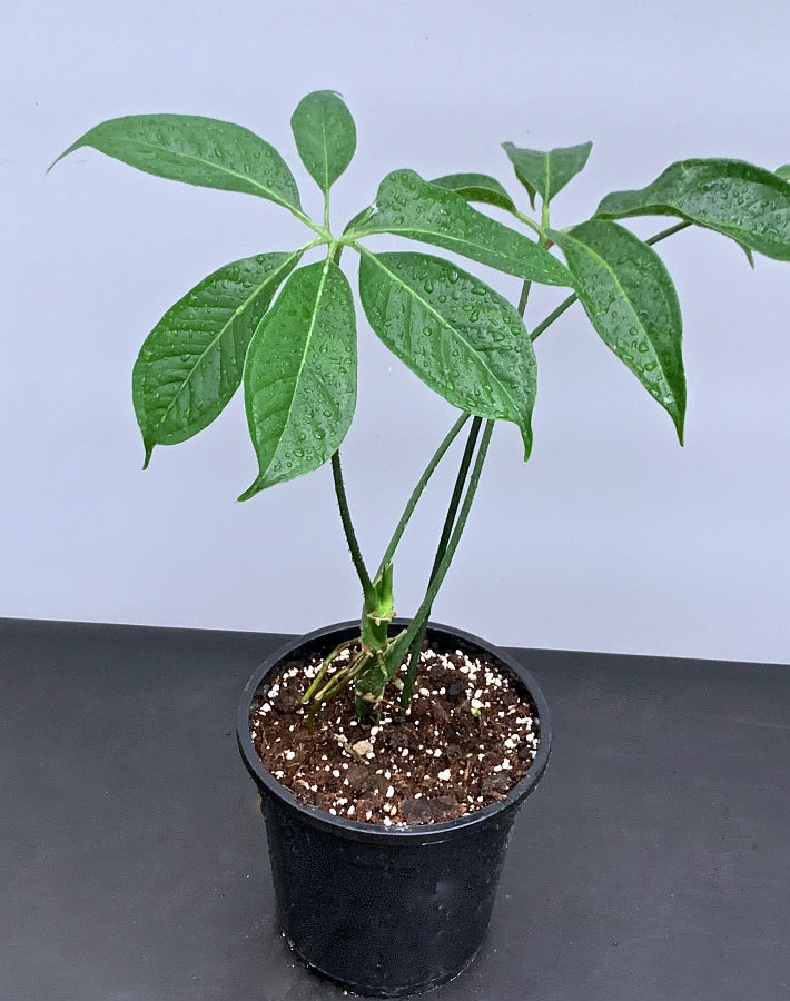 Anthurium pentaphyllum 'Costa Rica'