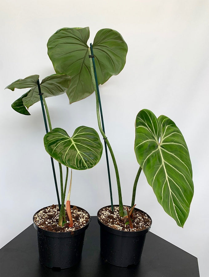 Philodendron gloriosum "Kompakter Typ"