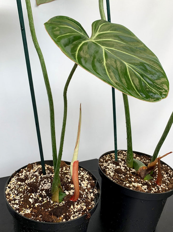 Philodendron gloriosum "Kompakter Typ"
