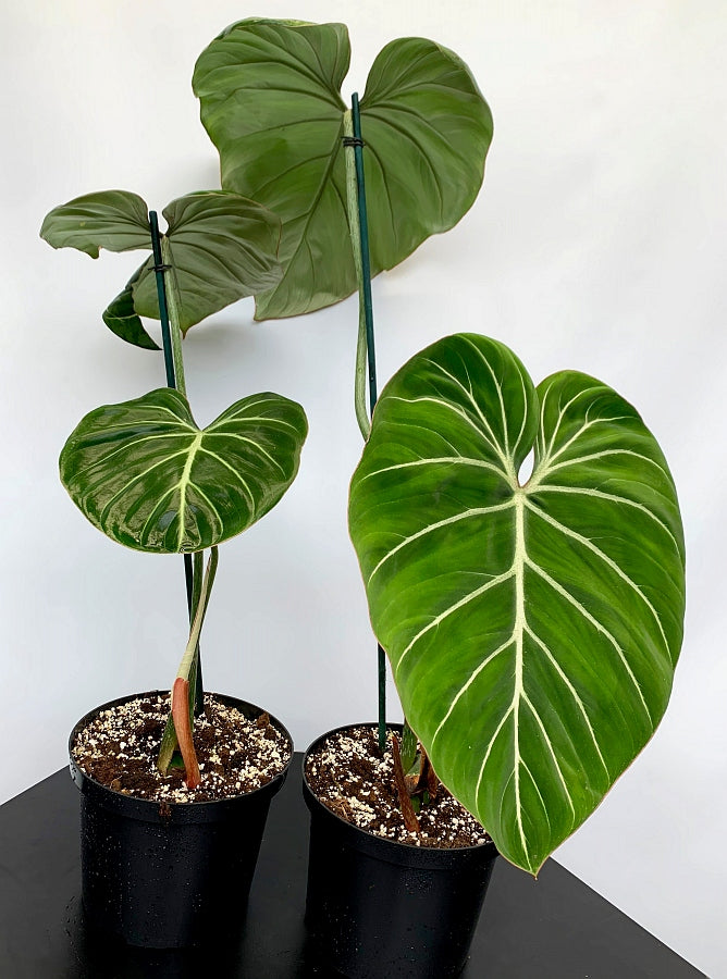 Philodendron gloriosum "Kompakter Typ"