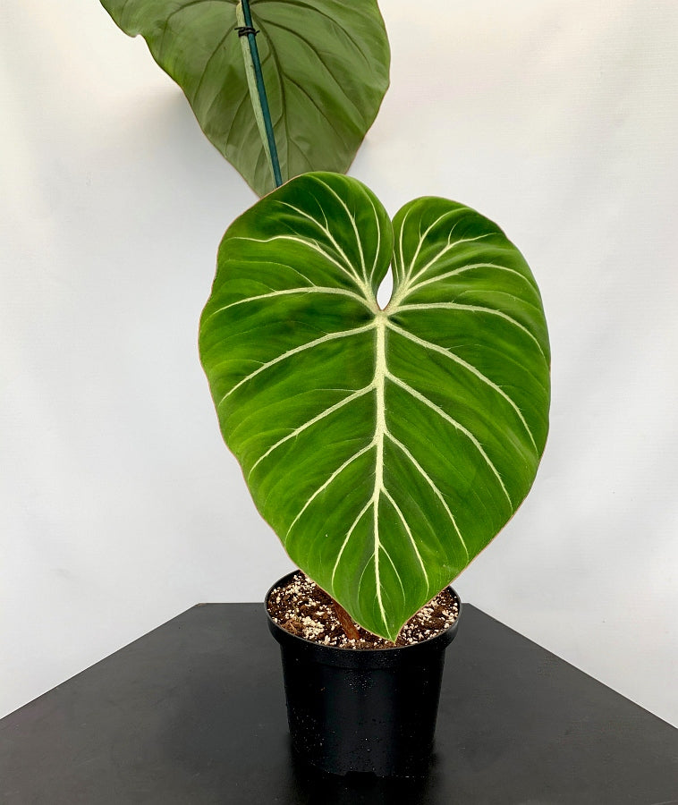 Philodendron gloriosum "Kompakter Typ"