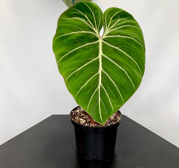 Philodendron gloriosum "Compact Type" (1 Leaf Cutting)