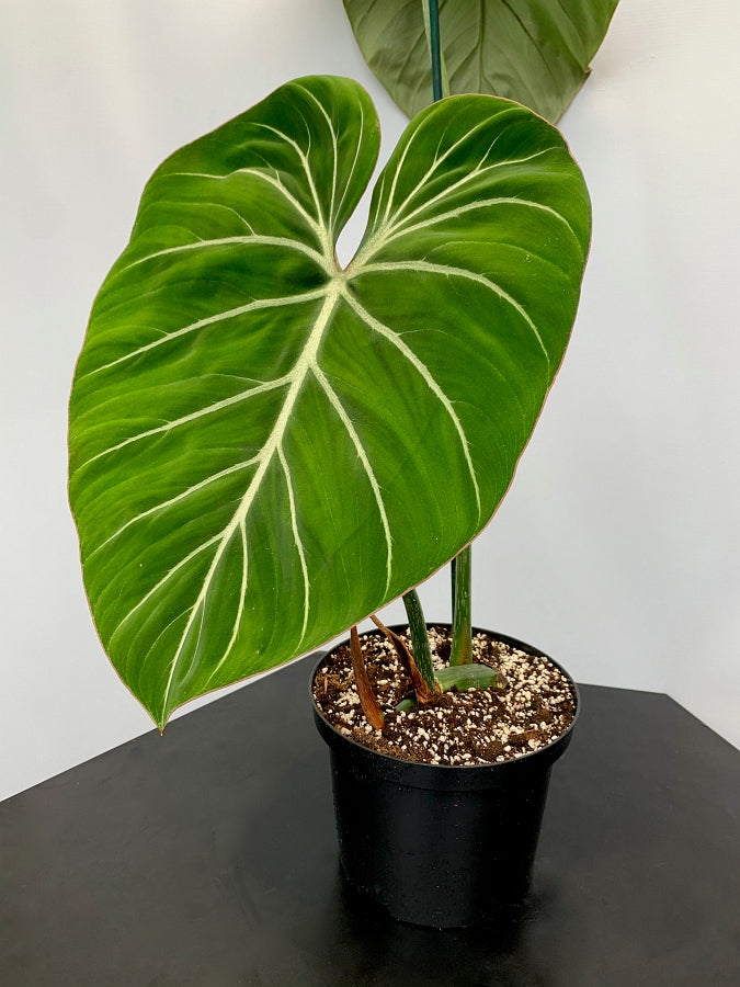 Philodendron gloriosum "Kompakter Typ"