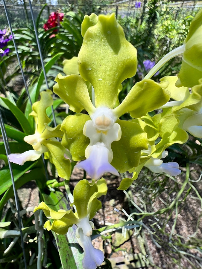 Vanda tessellata alba