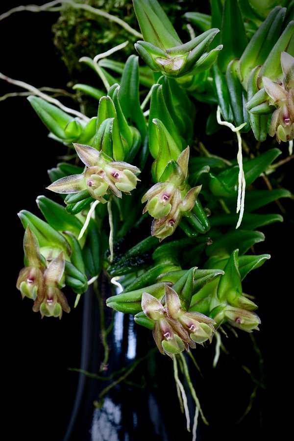 Epidendrum schlechterianum