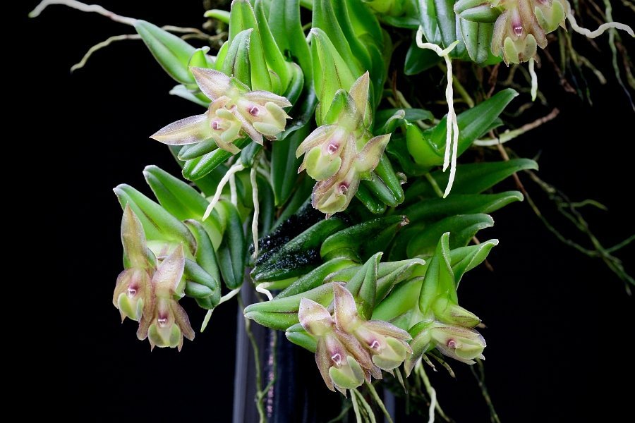 Epidendrum schlechterianum