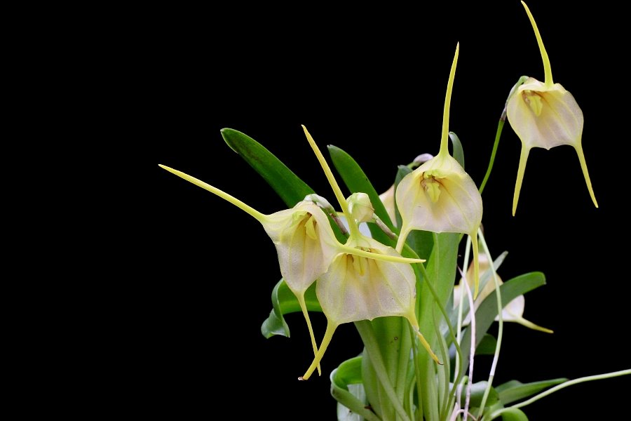 Masdevallia impostor x Masdevallia tonduzii