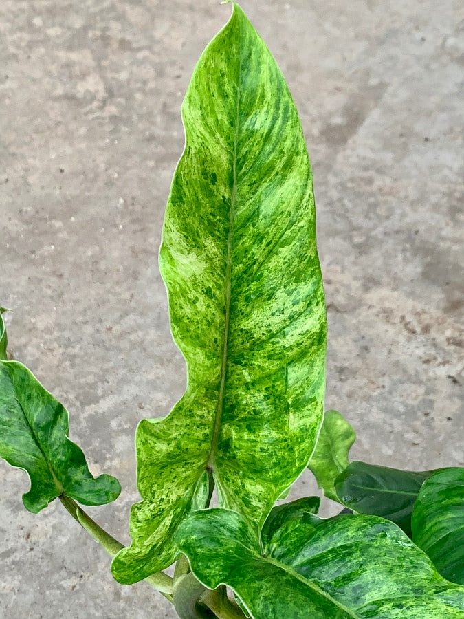 Philodendron subhastatum variegata ''BALLEROY VAR''