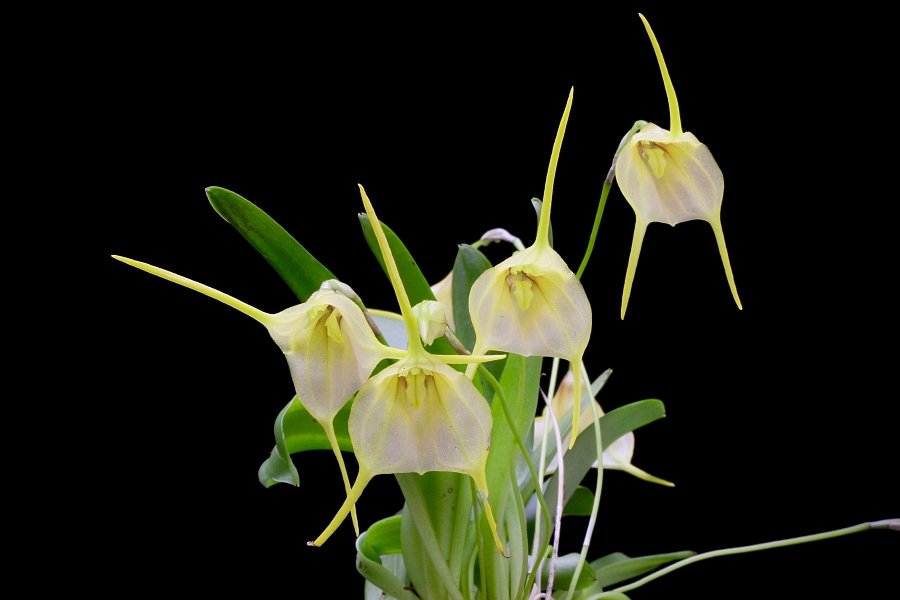 Masdevallia impostor x Masdevallia tonduzii