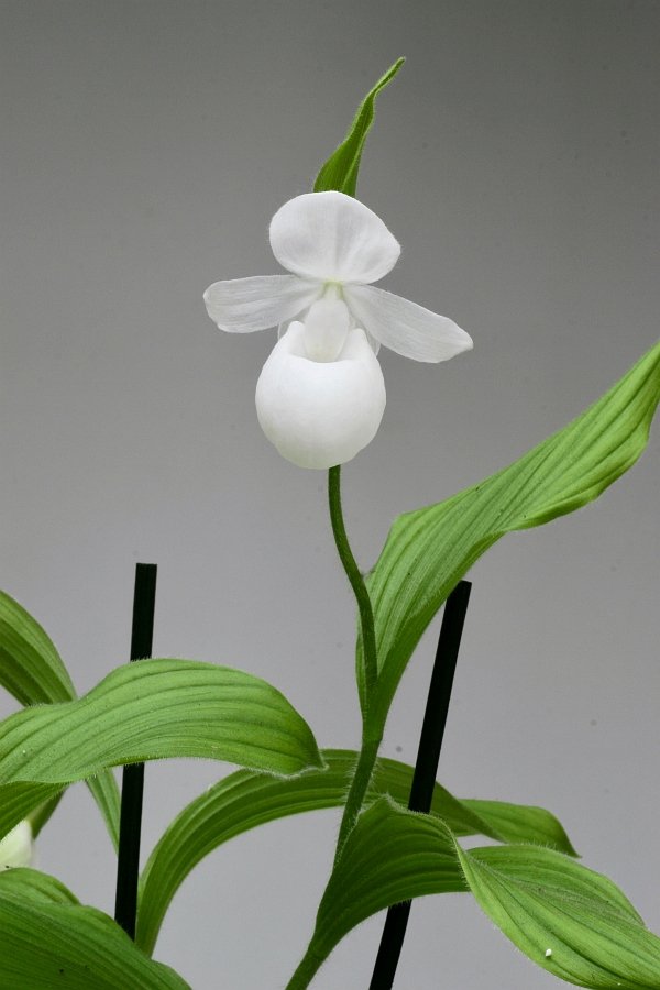 Cypripedium reginae var. alba