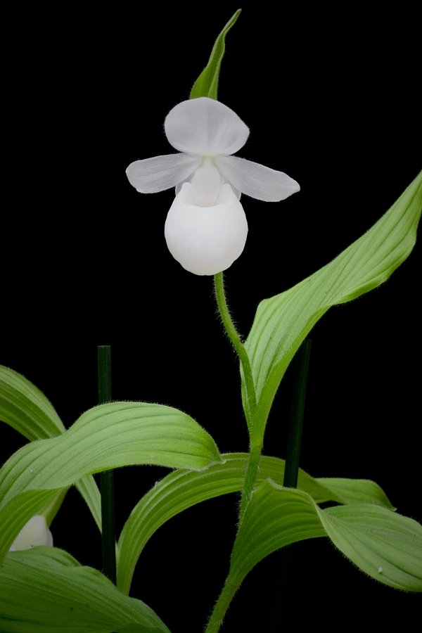 Cypripedium reginae var. alba