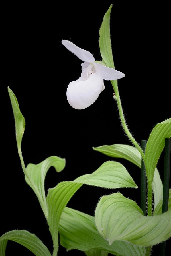 Cypripedium reginae var. alba