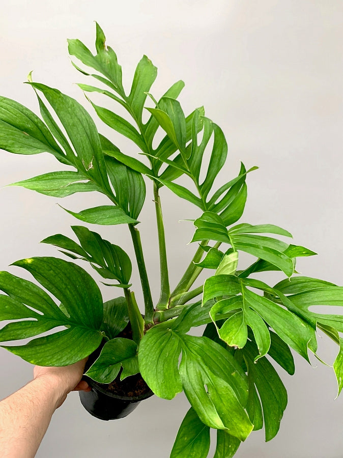 Monstera Pinnatipartita "XXL Big Old Plant"