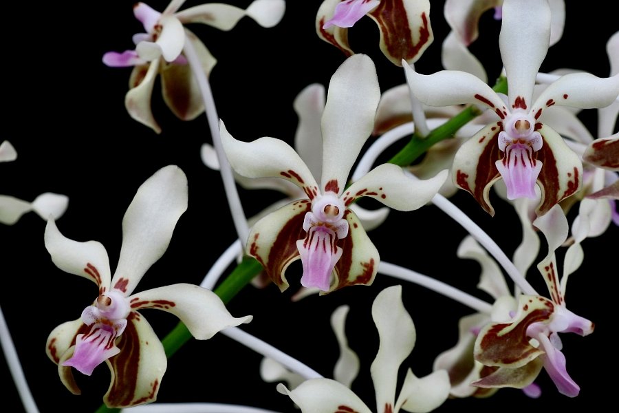Vanda lamellata "Okinawa"