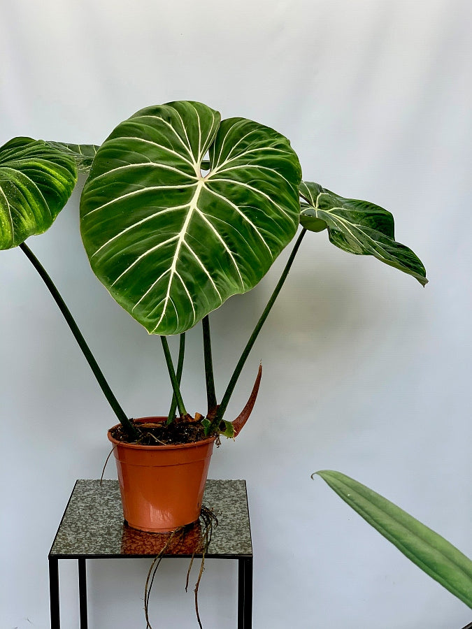 Philodendron gloriosum "Kompakter Typ"