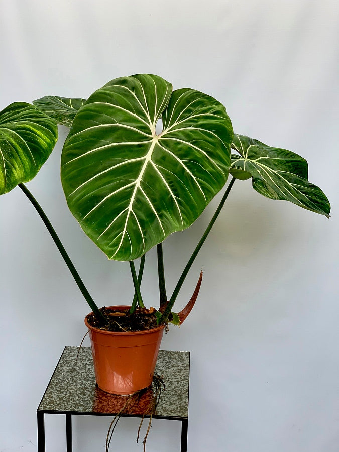Philodendron gloriosum "Kompakter Typ"