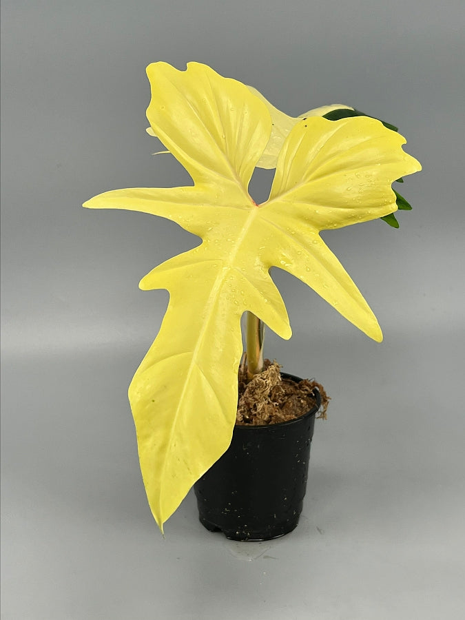 Rempotage en full billes d'argiles/LECA Philodendron Golden Dragon