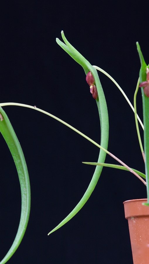 Pleurothallis dilemma