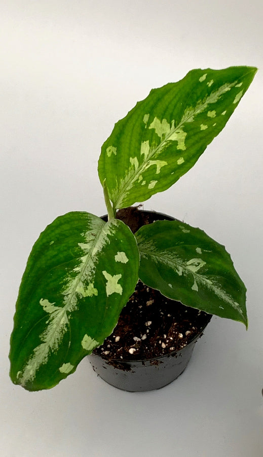 Aglaonema pictum "Bicolor"