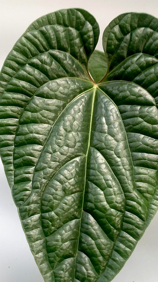 Anthurium radicans