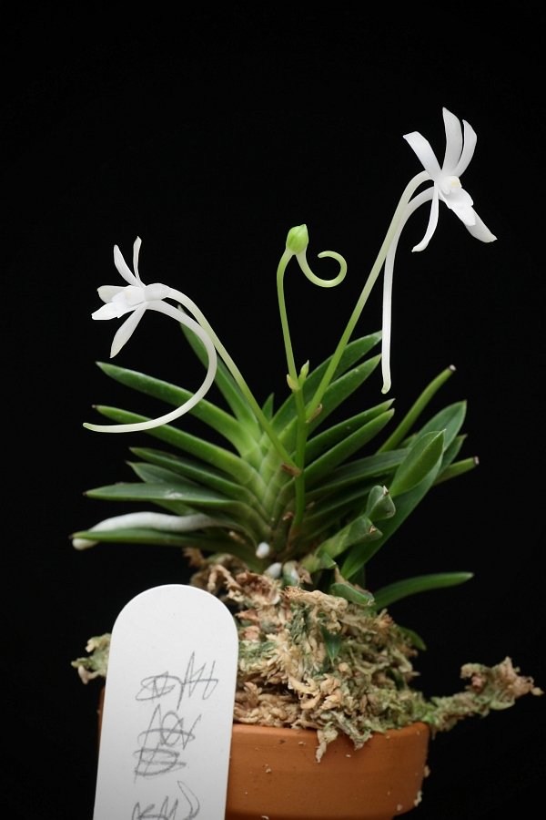 Neofinetia falcata "Aojiku Yoroidoshi"