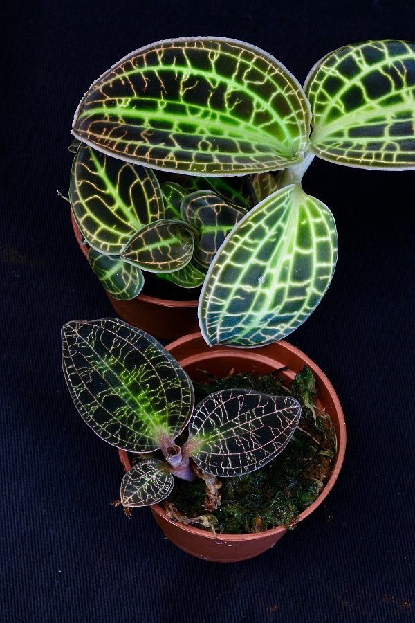 Macodes sanderiana "Rolfe 1896"