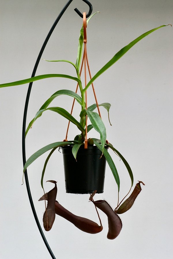 Nepenthes sanguinea "Big Plant"