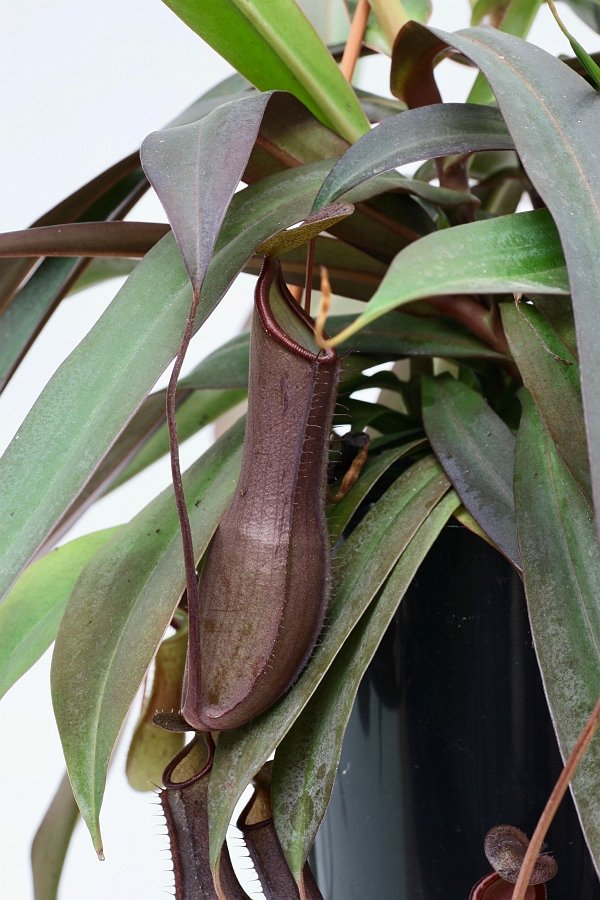 Nepenthes sanguinea "Big Plant"