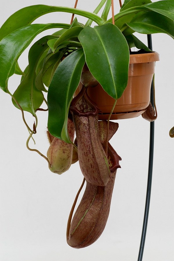 Nepenthes St. Pacificus (x ventricosa x insignis) "Big Plant"