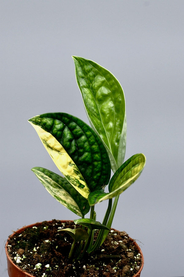 Monstera peru variegata
