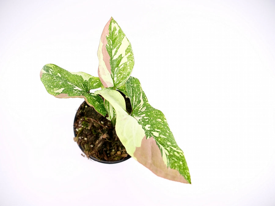 Syngonium Red Spot Tricolor (2 Pflanzen in 1 Topf)