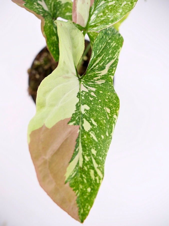 Syngonium Red Spot Tricolor (2 plants in 1 pot)