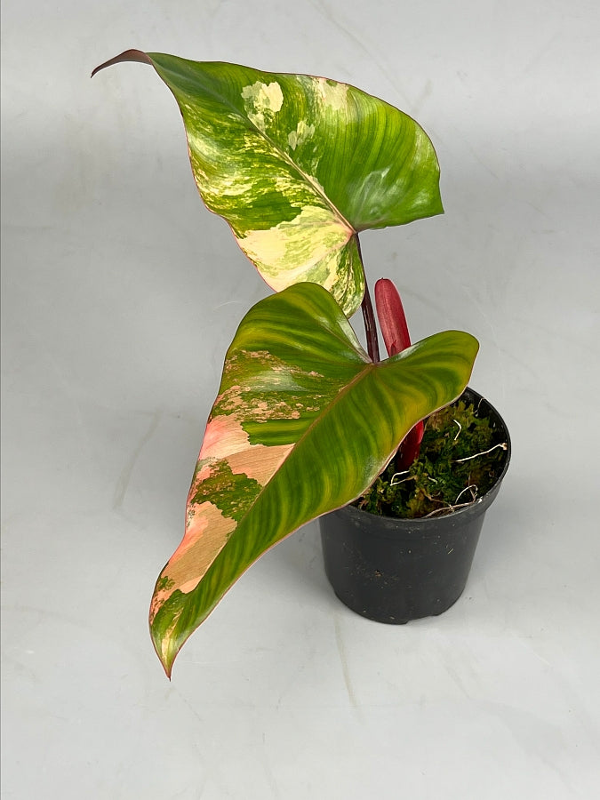 Philodendron Strawberry Shake