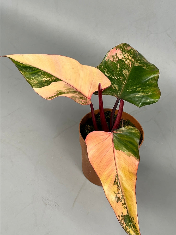 strawberry shake philodendron price philippines Philodendron strawberry shake (Selection 2)