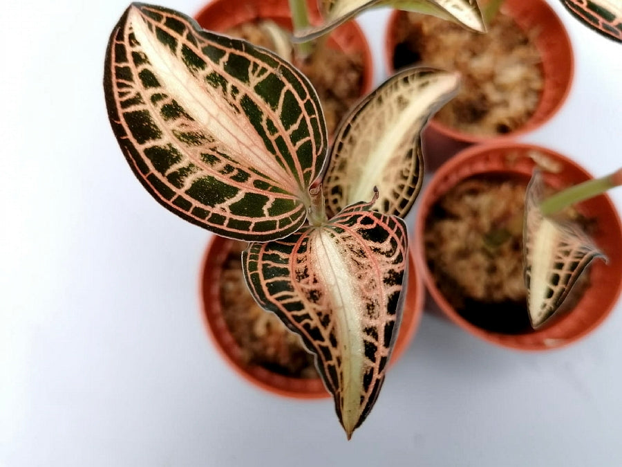 Anoectochilus albolineatus variegata