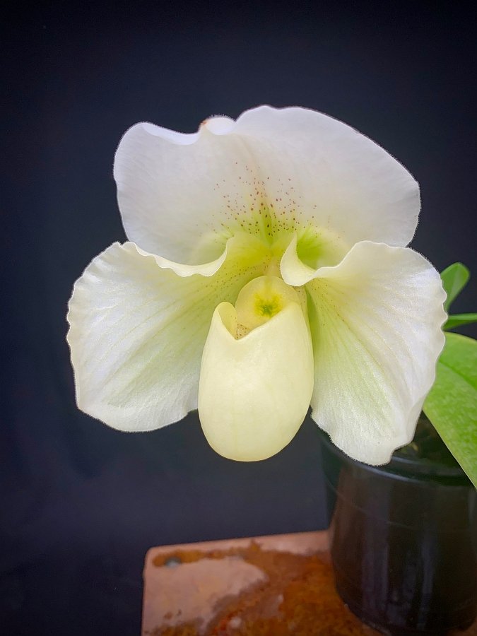 Paphiopedilum Ice Age x Icy Icy Wind "Mrs. White"
