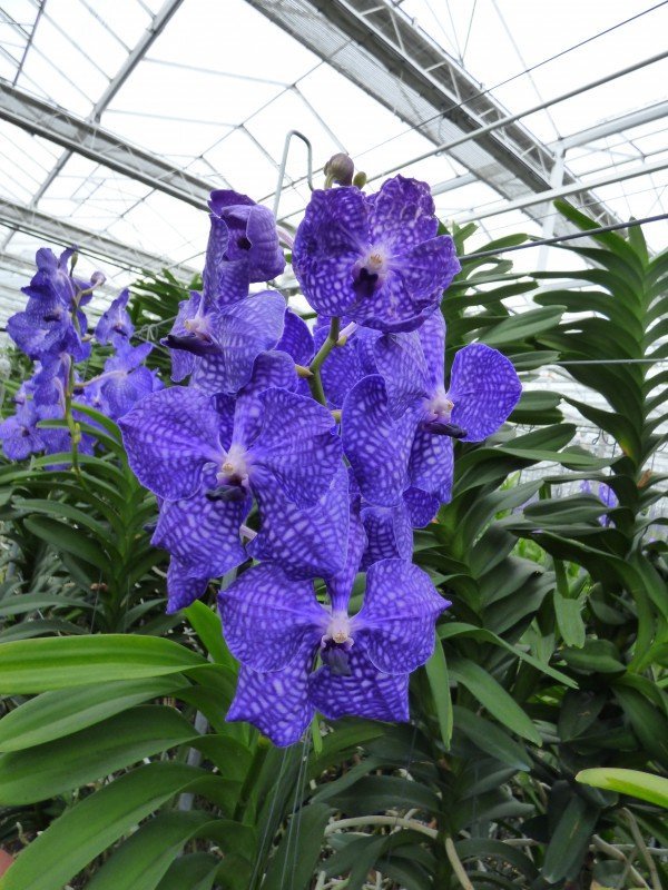 Vanda Blue Magic SS1
