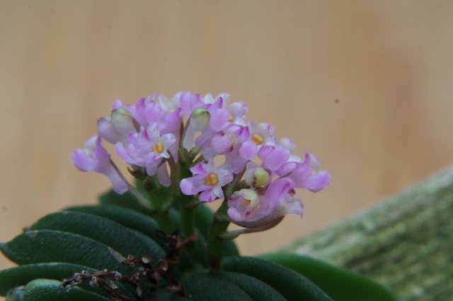Schoenorchis fragrans