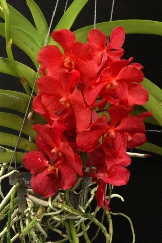 Ascocenda Red Hybrid